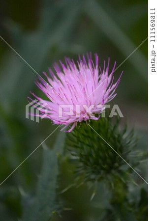 上向きに咲くアザミ 上向きに咲くアザミ 111569811