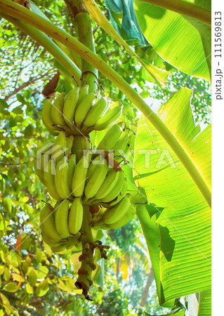 bananas raw with a bunch growing raw farm fruit garden. 111569813
