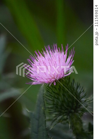 上向きに咲くアザミ 111569814