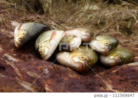 Baltic rudd 111569847