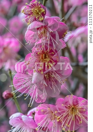 広島市縮景園 早春に咲くピンクの梅の花 広島市縮景園 早春に咲くピンクの梅の花 111570211