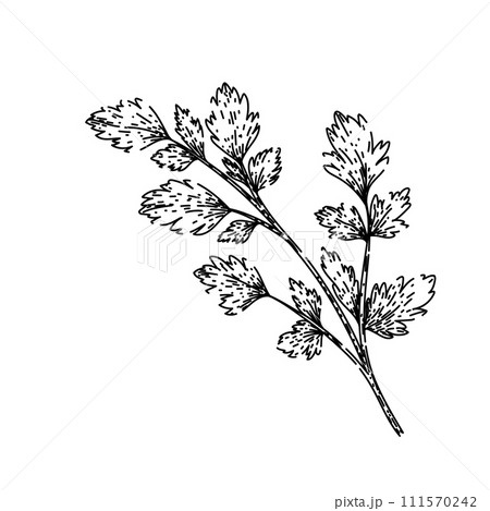 top parsley sketch hand drawn vector 111570242