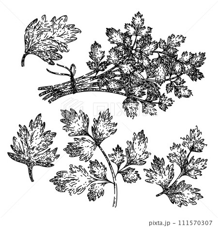 chervil set sketch hand drawn vector chervil set sketch hand drawn vector 111570307