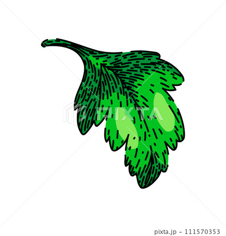 view parsley sketch hand drawn vector 111570353