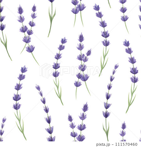 Lavender flowers seamless pattern. Watercolor illustration. Hand drawn organic lavandula medicinal herb stems with buds element. Lavender flowers seamless pattern on white background Lavender flowers seamless pattern. Watercolor illustration. Hand drawn organic lavandula medicinal herb stems with buds element. Lavender flowers seamless pattern on white background 111570460
