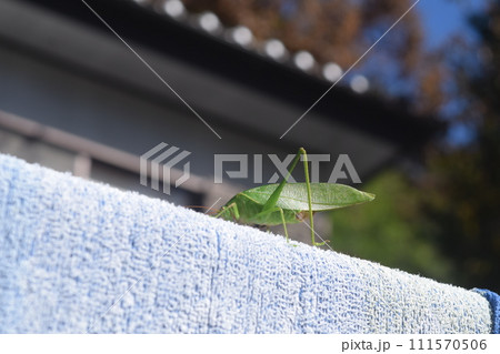 虫 111570506