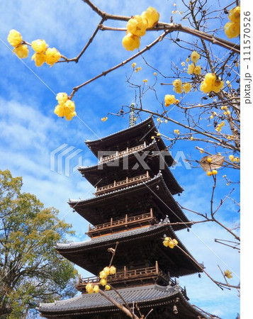 四国八十八ヶ所霊場・第70番札所・本山寺の五重の塔＆蝋梅【香川県三豊市豊中町】4 111570526