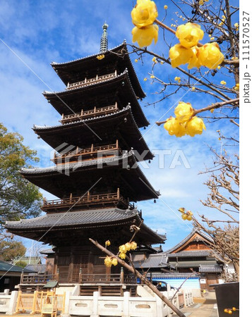 四国八十八ヶ所霊場・第70番札所・本山寺の五重の塔＆蝋梅【香川県三豊市豊中町】3 111570527
