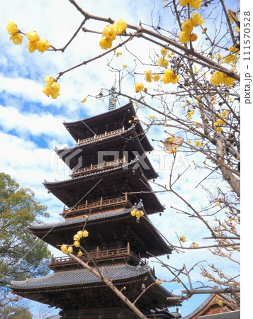 四国八十八ヶ所霊場・第70番札所・本山寺の五重の塔&蝋梅【香川県三豊市豊中町】 四国八十八ヶ所霊場・第70番札所・本山寺の五重の塔&蝋梅【香川県三豊市豊中町】 111570528