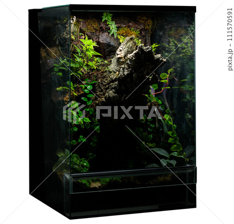 An exotic terrarium displaying a range of tropical plants and rich mossy textures, ideal for adding a touch of the jungle to interior spaces 111570591