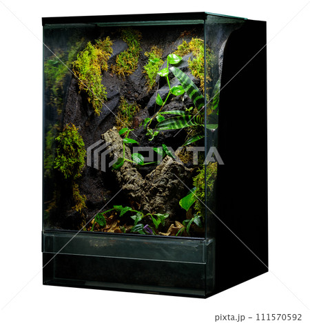 A detailed terrarium landscape showcasing a variety of small plants, moss, and soil, perfect for nature enthusiasts and indoor gardeners 111570592