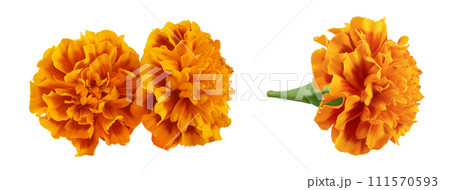 fresh marigold or tagetes erecta flower isolated on white background with full depth of field. 111570593