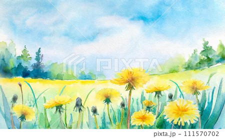 緑の草原に咲いたたんぽぽの黄色い花 111570702