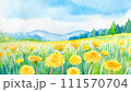 緑の草原に咲いたたんぽぽの黄色い花 111570704