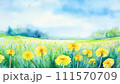 緑の草原に咲いたたんぽぽの黄色い花 111570709
