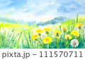 緑の草原に咲いたたんぽぽの黄色い花 111570711