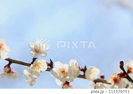 白い梅の花 111570751