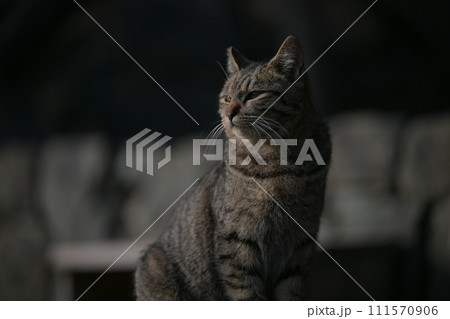 猫 111570906