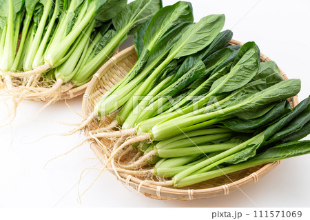 白バックの小松菜（根付き） 111571069
