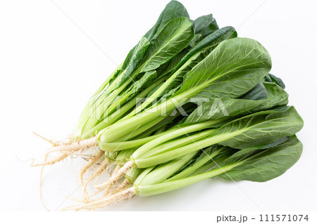 白バックの小松菜（根付き） 111571074