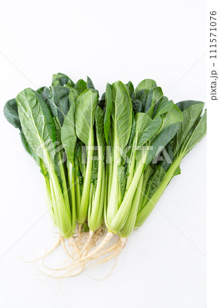 白バックの小松菜（根付き） 111571076