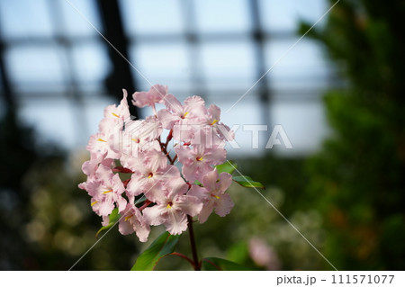 可愛いピンクのルクリア 111571077