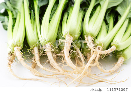 白バックの小松菜（根付き） 111571097