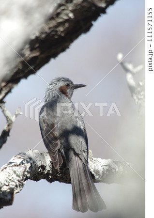 ヒヨドリ 111571155