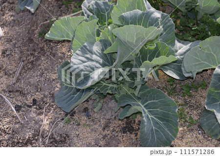 うまく出来なかった白菜 うまく出来なかった白菜 111571286
