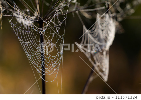 dew on spider web dew on spider web 111571324
