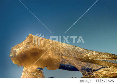 Young Toros in Baltic sea Young Toros in Baltic sea 111571325