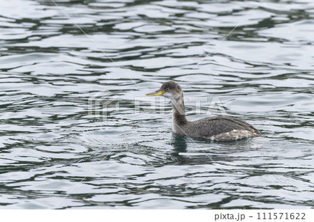 アカエリカイツブリ 111571622