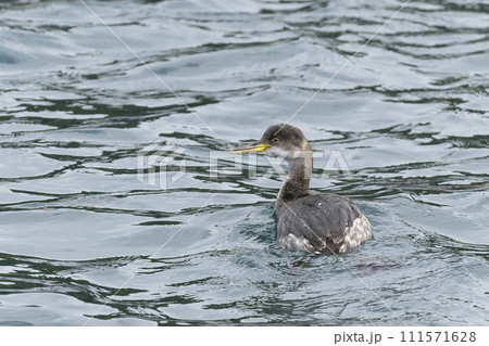 アカエリカイツブリ 111571628