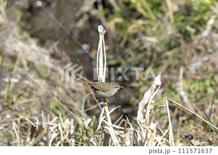 ウグイス 111571637