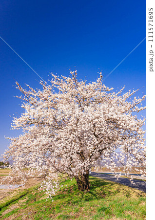 土手のソメイヨシノ 土手のソメイヨシノ 111571695