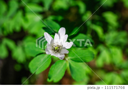アズマイチゲの花 111571708