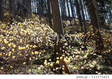木洩れ日が温かく見守るミツマタの成長ー弐 木洩れ日が温かく見守るミツマタの成長ー弐 111571825