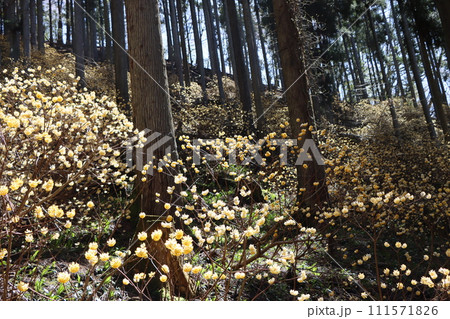 木洩れ日が温かく見守るミツマタの成長ー参 111571826