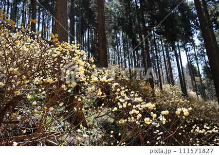 木洩れ日が温かく見守るミツマタの成長ー四 111571827