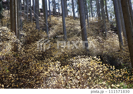 木洩れ日が温かく見守るミツマタの成長ー六 111571830