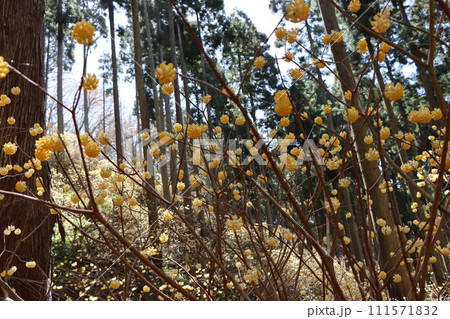 木洩れ日が温かく見守るミツマタの成長ー八 111571832