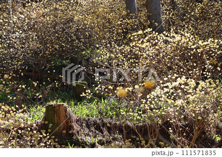 日本の原風景のようなミツマタの群生地 日本の原風景のようなミツマタの群生地 111571835