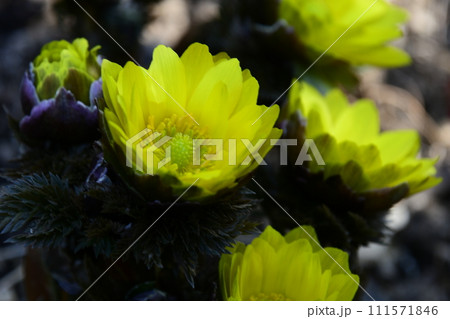 福寿草が春の訪れを告げます 福寿草が春の訪れを告げます 111571846