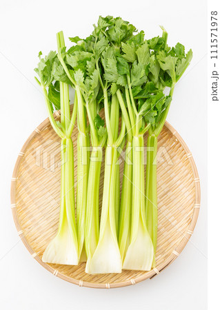 白バックのセロリ 111571978