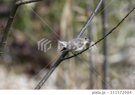 オジロビタキ オジロビタキ 111572084