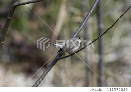 オジロビタキ オジロビタキ 111572086