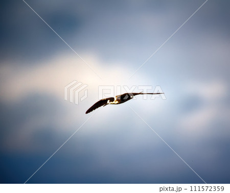 Black tern (Chlidonias nigra, young) 111572359