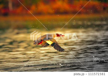 Goosander (female, Mergus merganser), running start in fountains spray 111572381