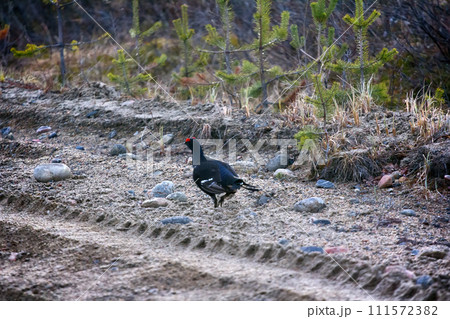 capercailye (Tetrao urogallus) out on gravel road 111572382