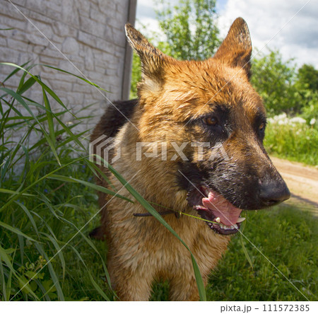 German shepherd on walk in wild 111572385